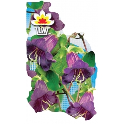 Nasiona Kobea pnąca Tor363