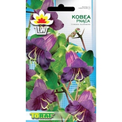 Nasiona Kobea pnąca Tor363
