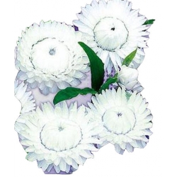 Nasiona Kocanka ogrodowa Tor365