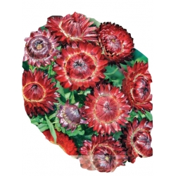 Nasiona Kocanka ogrodowa Tor366