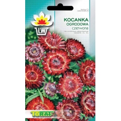 Nasiona Kocanka ogrodowa Tor366