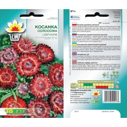 Nasiona Kocanka ogrodowa Tor366