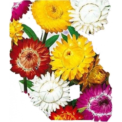 Nasiona Kocanka ogrodowa Tor367