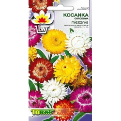 Nasiona Kocanka ogrodowa Tor367