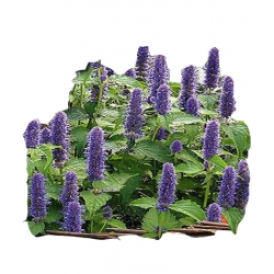 Nasiona Kocimiętka Tor586