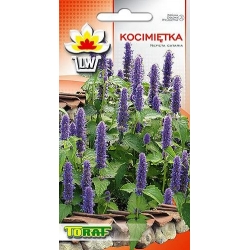 Nasiona Kocimiętka Tor586