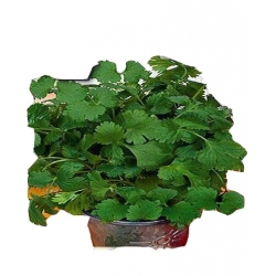 Nasiona Kolendra siewna Tor588