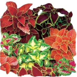 Nasiona Koleus, Pokrzywka Rainbow Mixture Tor370