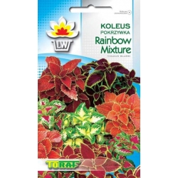 Nasiona Koleus, Pokrzywka Rainbow Mixture Tor370