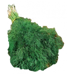 Nasiona Koper ogrodowy Sprinter Tor95