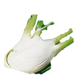 Nasiona Koper włoski Fenkuł FINO Tor92