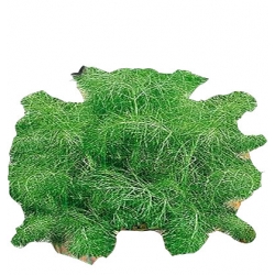 Nasiona Koper włoski Tor589