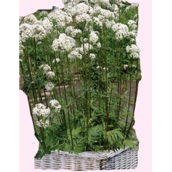  Nasiona Kozłek lekarski Tor590