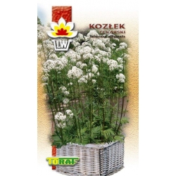  Nasiona Kozłek lekarski Tor590