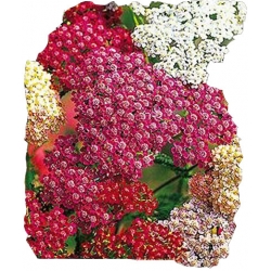 Nasiona Krwawnik pospolity Tor368