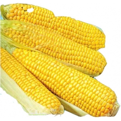 Nasiona Kukurydza cukrowa Golden Bantam Tor97