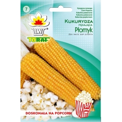 Nasiona Kukurydza PŁOMYK na popcorn Tor99