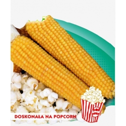 Nasiona Kukurydza PŁOMYK na popcorn Tor99