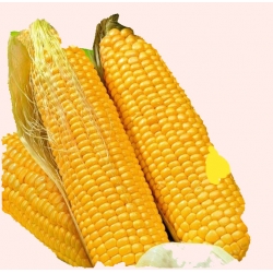 Nasiona Kukurydza cukrowa Złota Karłowa Tor98