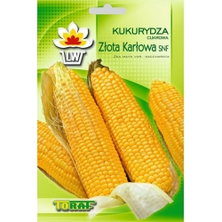 Nasiona Kukurydza cukrowa Złota Karłowa Tor98