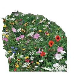 Nasiona Łączka Miesz kwiatów polnych Tor500