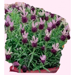 Nasiona Lawenda francuska Tor592