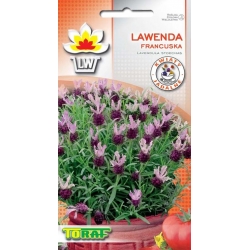 Nasiona Lawenda francuska Tor592