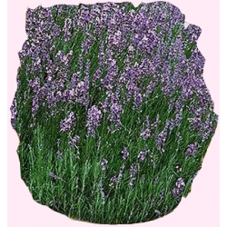 Nasiona Lawenda Tor591