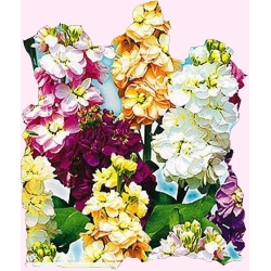 Nasiona Lewkonia Tor371