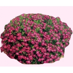 Nasiona Lobelia Tor372