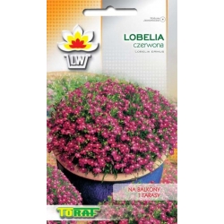 Nasiona Lobelia Tor372