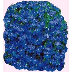 Nasiona Lobelia stroiczka Tor375