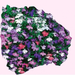 Nasiona Lobelia zwisająca Cascade mixed Tor374