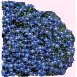 Nasiona Lobelia zwisająca Tor373
