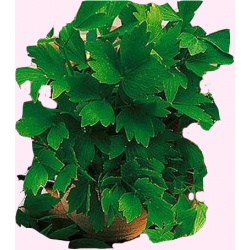  Nasiona Lubczyk Tor593