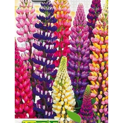 Nasiona Łubin roczny Tor379