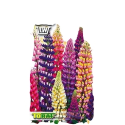 Nasiona Łubin trwały Tor380