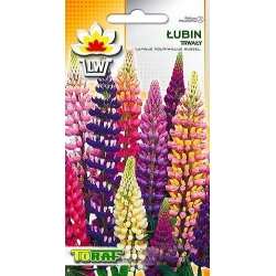 Nasiona Łubin trwały Tor380