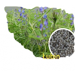  Nasiona Łubin wąskolistny słodki Tor562