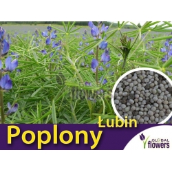  Nasiona Łubin wąskolistny słodki Tor562