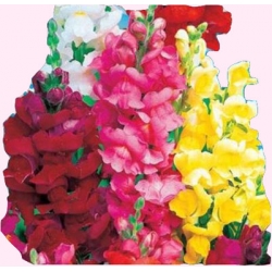 Nasiona Lwia paszcza karłowa Tor376