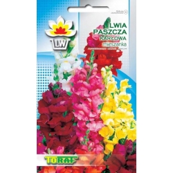 Nasiona Lwia paszcza karłowa Tor376