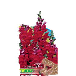 Nasiona Lwia paszcza wysoka Tor378