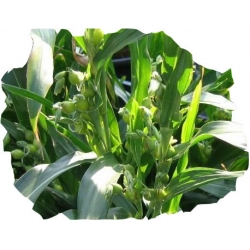 Nasiona Łzawica ogrodowa, Łzy Hioba Tor381