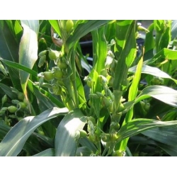 Nasiona Łzawica ogrodowa, Łzy Hioba Tor381