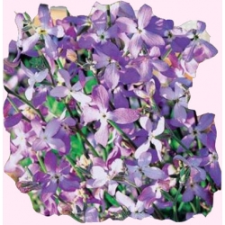 Nasiona Maciejka Tor382