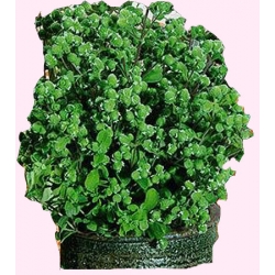 Nasiona Majeranek Tor594