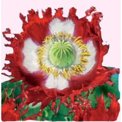 Nasiona Mak lekarski Danish Flag Tor383