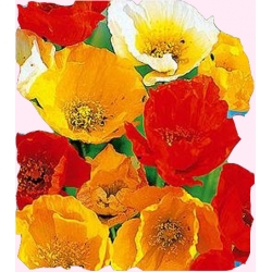 Nasiona Mieszanka do ogrodów skalnych Tor395