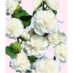 Nasiona Malwa ogrodowa pełna biała Tor387